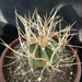 Thumbnail image of Astrophytum, capricorne v crassisspinum (straw)