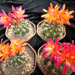 Thumbnail image of Matucana (Southfield Nurseries Hybrid), 'Lincoln Sparkle'