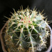 Thumbnail image of Ferocactus, schwarzii