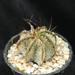 Thumbnail image of Astrophytum, capricorne v Monterrei