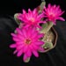 Thumbnail image of Chamaelobivia (Southfield Nurseries Hybrid), 'Lincoln Pinky'