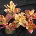 Thumbnail image of Crassula, ovata 'multicolor'