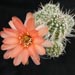 Thumbnail image of Echinopsis (Southfield Nurseries Hybrid), 'Bourne Happy'