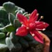 Thumbnail image of Graptopetalum, bellum hybrid 'Tiny'