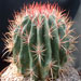 Thumbnail image of Ferocactus, stainesii variety pilosus
