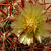 Thumbnail image of Ferocactus, viridescens