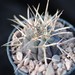 Thumbnail image of Gymnocalycium, spegazzinii X cardenasianum