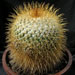 Thumbnail image of Mammillaria, apozolensis variety saltensis (petersonii)