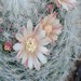 Thumbnail image of Mammillaria, bocasana