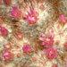 Thumbnail image of Mammillaria, bombycina