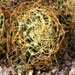 Thumbnail image of Mammillaria, camptotricha variety Mme.Marnier, La Postollei