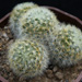 Thumbnail image of Mammillaria, carmenae 'Jewel' hybrid