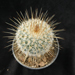 Thumbnail image of Mammillaria, Dixanthocentron