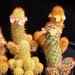 Thumbnail image of Mammillaria, elongata