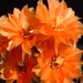 Thumbnail image of Chamaelobivia, 'Tangerine'
