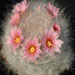 Thumbnail image of Mammillaria, glassii variety ascensionis
