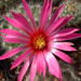 Thumbnail image of Mammillaria, guelzowiana variety robustior