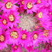 Thumbnail image of Mammillaria, lauii variety dasyacantha
