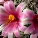 Thumbnail image of Mammillaria, sheldonii
