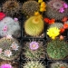 Thumbnail image of Mixed Cacti, Mixed Cacti seed