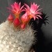 Thumbnail image of Neoporteria, multicolor