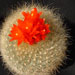 Thumbnail image of Notocactus, haselbergii