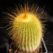 Thumbnail image of Notocactus, leninghausii