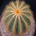 Thumbnail image of Notocactus, magnificus