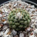 Thumbnail image of Strombocactus, Disciformis