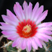 Thumbnail image of Thelocactus, Bicolor variety commodus