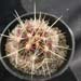 Thumbnail image of Thelocactus, Wagnerianus