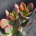 Thumbnail image of Crassula, ovata cultivar variety 'Hummels Sunset'