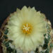 Thumbnail image of Coryphantha, sulcolanata
