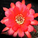 Thumbnail image of Chamaelobivia (Southfield Nurseries Hybrid), 'Lincoln Joy'