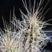 Thumbnail image of Echinocereus, viereckii variety huastecensis