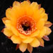 Thumbnail image of Echinopsis (Southfield Nurseries Hybrid), 'Golden Petticoat'