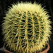 Thumbnail image of Echinocactus, grusonii