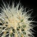 Thumbnail image of Echinocactus, grusonii variety albispinus