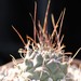 Thumbnail image of Thelocactus, bueckii