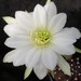 Thumbnail image of Echinopsis (Southfield Nurseries Hybrid), 'Snowstorm'