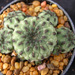 Thumbnail image of Sulcorebutia, rauschii green form