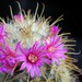 Thumbnail image of Mammillaria, bombycina v. colomas