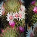 Thumbnail image of Mammillaria, crinita