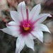 Thumbnail image of Mammillaria, fraileana