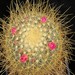 Thumbnail image of Mammillaria, pringlei v. longicentra