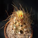Thumbnail image of Astrophytum, capricorne variety aurea