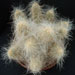 Thumbnail image of Echinocereus, delaetii