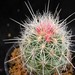 Thumbnail image of Thelocactus, bicolor v. bolansis