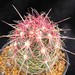 Thumbnail image of Thelocactus, bicolor v. tricolor