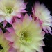 Thumbnail image of Echinopsis (Southfield Nurseries Hybrid), 'Shades of Bourne'